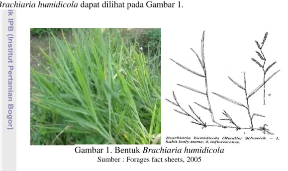 Gambar 1. Bentuk Brachiaria humidicola 