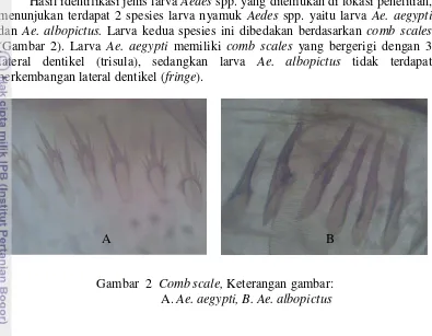 Gambar  2  Comb scale, Keterangan gambar: A. Ae. aegypti, B. Ae. albopictus 