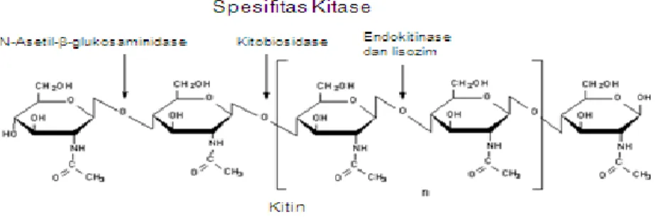 Gambar 2.3 Struktur kitin yang terdiri dari monomernya N-asetil-glukosamin dan sisi  spesifik pemotongan kitinase (Herdyastuti et al., 2009) 
