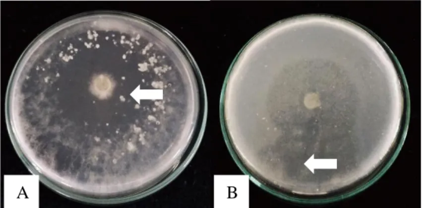 Gambar  4.1  Koloni  jamur  endofit  potensial  penghasil  kitinase  di  medium  garam  minimum kitin (MGMK) agar; (A) JRE 1A, (B) JRE 4B inkubasi 4 hari  pada suhu ±28ᵒC