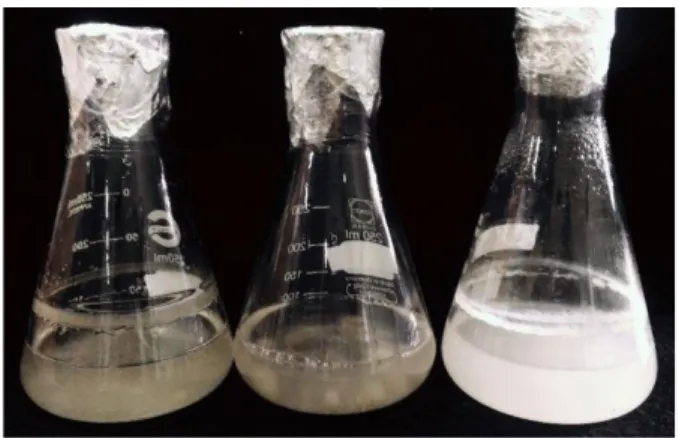 Gambar 4.3 Jamur endofit kitinolitik JRE 4B (kiri), JRE 1A (tengah), medium tanpa  jamur  (kanan)  pada  medium  garam  minimum  kitin  (MGMK)  cair  setelah 6 hari pada suhu ±28ᵒC 
