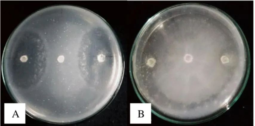 Gambar 4.5 Hasil uji antagonis isolat jamur endofit kitinolitik umur 5 hari terhadap  Fusarium oxysporum (a) isolat JRE 1A, (b) isolat JRE 4B pada MGMK  Agar pada suhu ±28⁰C  