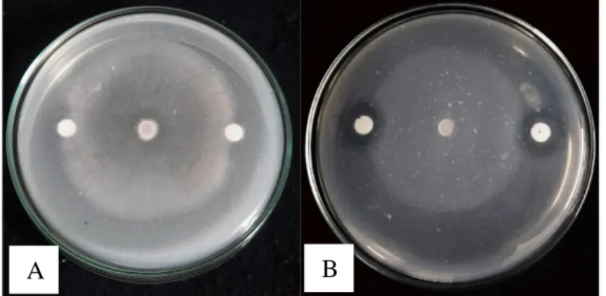Gambar  4.6  Hasil  uji  ekstrak  kasar  kitinase  jamur  endofit  kitinolitik  umur  5  hari  terhadap  Fusarium  oxysporum  (a)  ekstrak  kasar  enzim  kitinase  jamur  endofit JRE 1A (b) ekstrak kasar enzim kitinase jamur endofit JRE 1B  pada MGMK Agar 