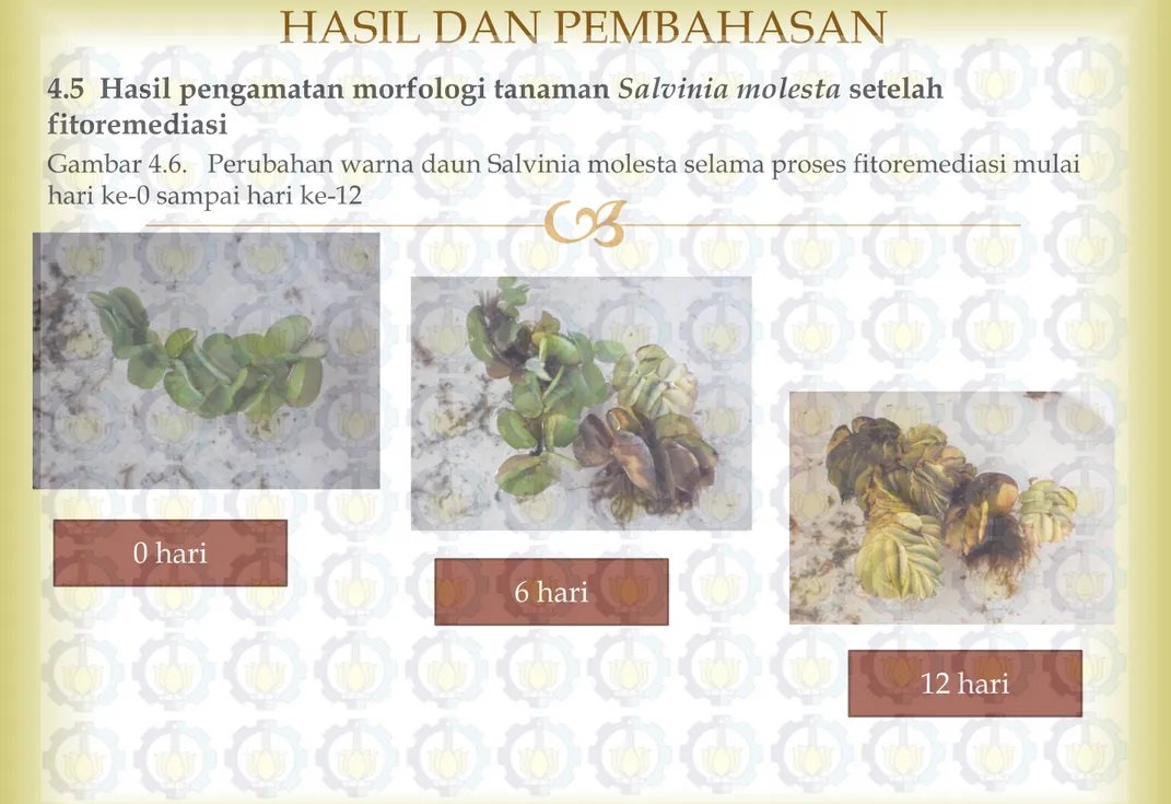 Gambar 4.6.   Perubahan warna daun Salvinia molesta selama proses fitoremediasi mulai  hari ke-0 sampai hari ke-12 