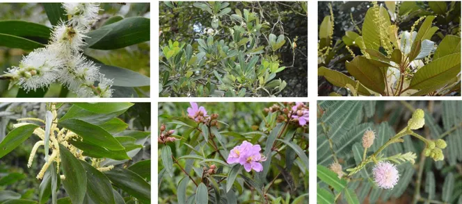 Gambar 4.  Jenis-jenis tumbuhan rawa gambut yang sering dikunjungi oleh  lebah Trigona sp (a) Gelam, (b) Pulai rawa, (c) Terentang, (d)  Akasia, (e) Senduduk dan (f) Putri malu