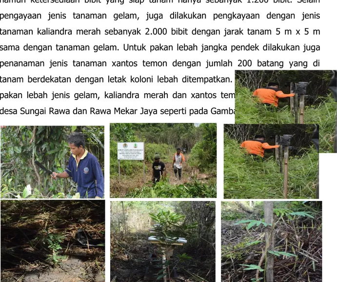 Gambar 5.  Penanaman tanaman pakan lebah di lokasi demplot Sungai   Rawa  dan  Rawa  Mekar  Jaya  dengan  jenis  tanaman  gelam,  kaliandra merah dan xantos temon