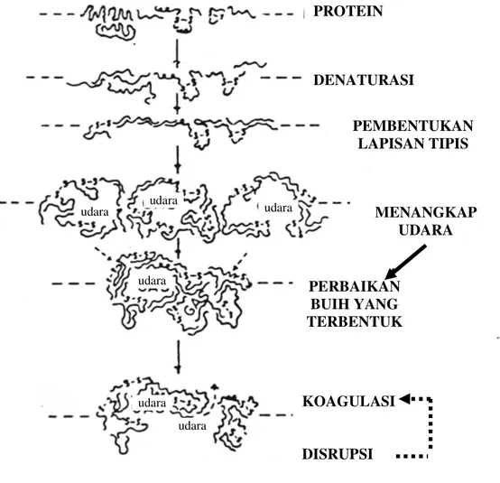 Gambar 1.  Mekanisme Pembentukan Buih           Sumber : Cherry dan McWaters, 1981 