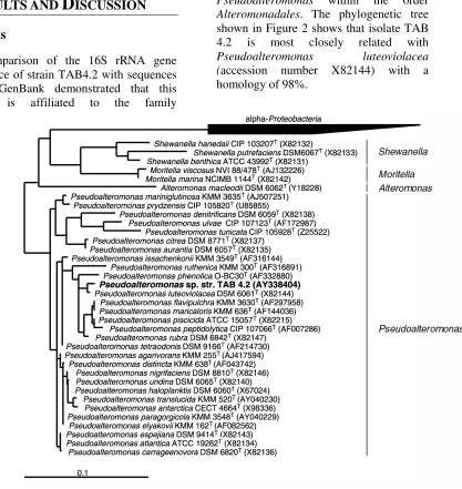 Fig 2.  Phylogenetic tree based on comparative 16S rRNA gene sequence analysis of Pseudoalteromonas species showing the phylogenetic affiliation of strain TAB4.2