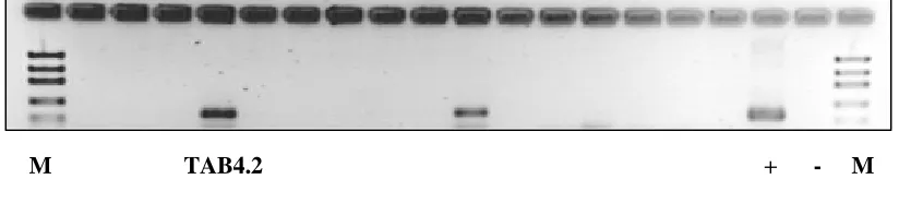 Table 1.  Inhibitory interaction of bacterial strain TAB4.2 against coral bacteria and pathogenic bacteria 