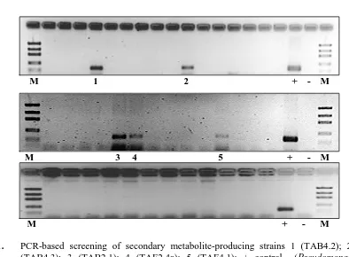 Fig 1.  PCR-based screening of secondary metabolite-producing strains 1 (TAB4.2); 2 (TAB4.3); 3 (TAB2.1); 4 (TAF2.4a); 5 (TAF4.1); + control  (Pseudomonas fluorescens DSM No