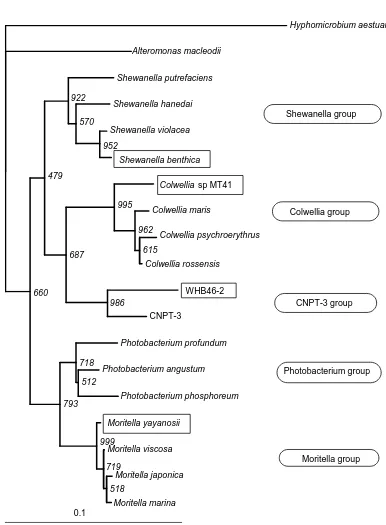 Fig 1.  Phylogenetic relationship of cultivated deep-sea psychrophilic and barophilic bacteria (Modified from Delong et al., 1997)