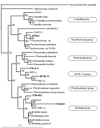 Fig. 2.  New phylogenetic affiliation of psychrophilic and barophilic bacteria.Hyphomicrobium aestuarii was used as outgroup