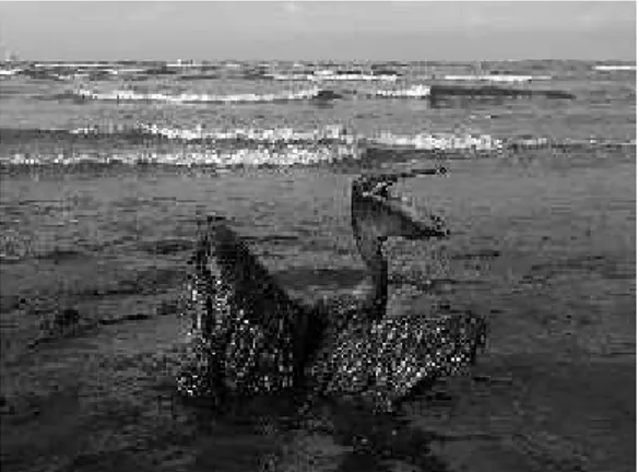 Gambar 1. Pencemaran Minyak di Laut Sumber:  http://www.breitbart.com/big- government/2015/05/01/five-years-on-why-obama-will-always-cherish-the-gulf-oil-spill/