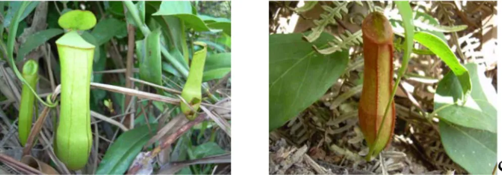 Gambar 1. Nepenthes gracilis, salah satu jenis nepenthes yang ditemukan di Hutan  Pedamaran Kabupaten Ogan Komering Ilir, Sumatera Selatan 