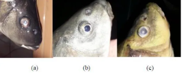 Gambar  6.  Mata  ikan  setelah  pendinginan   dengan  media  pendingina  (a)  parfin  dalam  kemasan (b) es dalam kemasan (c) es curah 