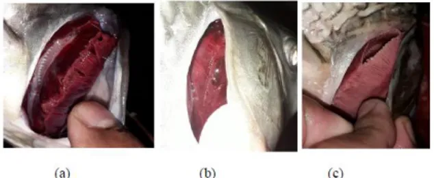 Gambar  7.  Kondisi  insang  ikan  setelah  pendinginan  menggunakan  media  pendingin: 