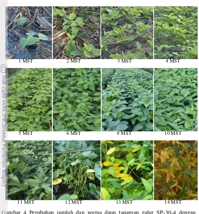 Gambar 4 Perubahan jumlah dan warna daun tanaman galur SP-30-4 dengan 