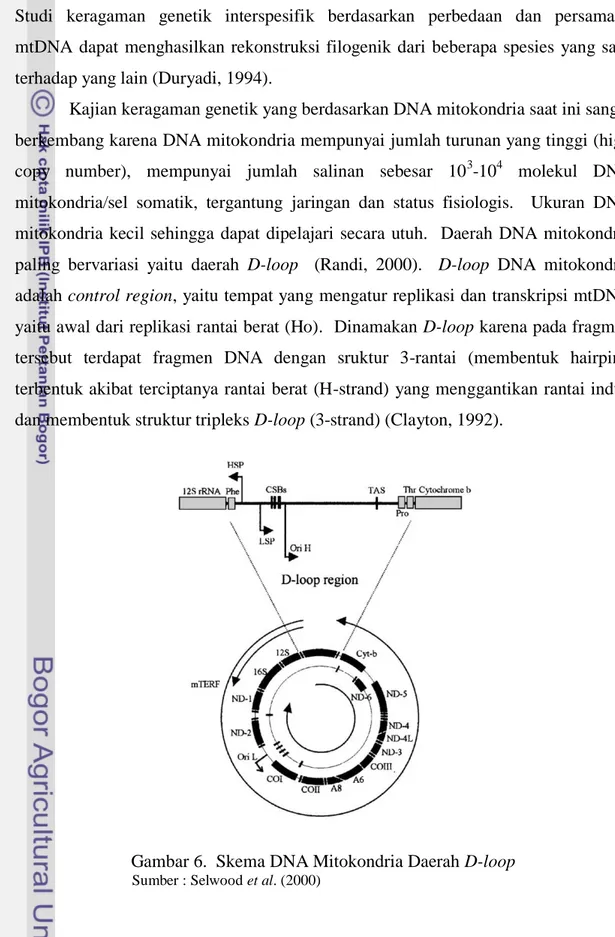 Gambar 6.  Skema DNA Mitokondria Daerah D-loop Sumber : Selwood et al. (2000) 
