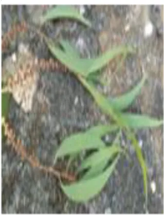 Gambar 1.4. Varian 4 tanaman kayu putih 