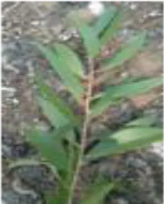 Gambar 1.6. Varian 6 tanaman kayu putih 