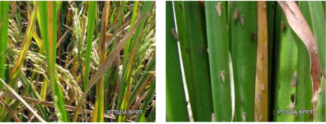 Gambar 5. Berbagai dampak serangan  WBC pada tanaman padi. 
