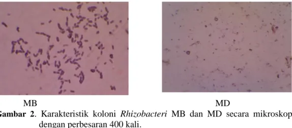 Gambar  2 .  Karakteristik  koloni  Rhizobacteri  MB  dan  MD  secara  mikroskopis  dengan perbesaran 400 kali