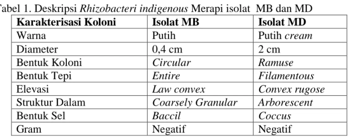 Tabel 1. Deskripsi Rhizobacteri indigenous Merapi isolat  MB dan MD  Karakterisasi Koloni  Isolat MB  Isolat MD 