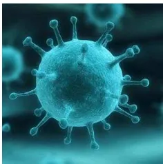 Gambar 2.2Influenza Virus 