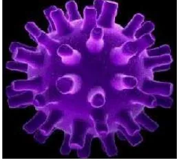 Gambar 2.3 Herpes Simplex Virus 