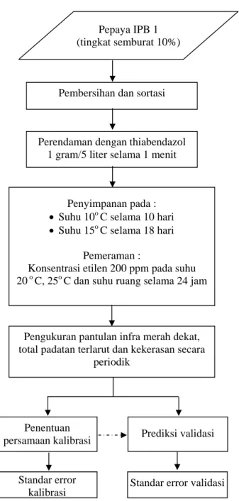 Gambar 5. Diagram alir pelaksanaan penelitian Pepaya IPB 1 