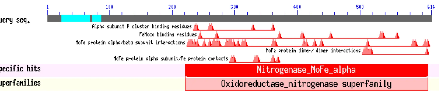 Gambar 3 Analisis bioinformatik  protein turunan  sekuen gen nifD BGM 3 dan BGM 9 dengan menggunakan program CDD (Conserved Domain)  