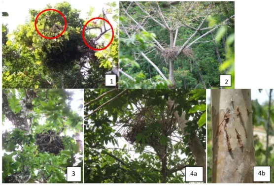 Gambar 3. Ciri khas sarang orangutan (1; foto oleh Kisar Odom) jika dibandingkan  dengan sarang elang (2; foto oleh Suci Utami-Atmoko), tupai besar (3; foto oleh  Suci Utami-Atmoko) dan beruang madu (4a &amp; 4b; foto oleh Nuzuar).