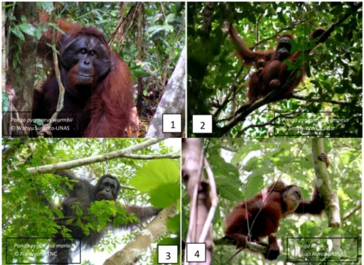 Gambar 2. Kelas umur dan sex orangutan: orangutan jantan dewasa berpipi (1),  orangutan betina dewasa dan anak (2), orangutan jantan dewasa tidak berpipi  (3), dan orangutan remaja (4).