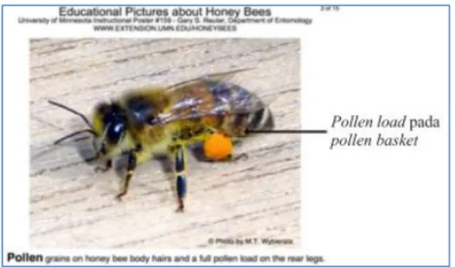 Gambar 7. Pollen load yang dibawa oleh lebah pekerja (Widowati, 2013). 