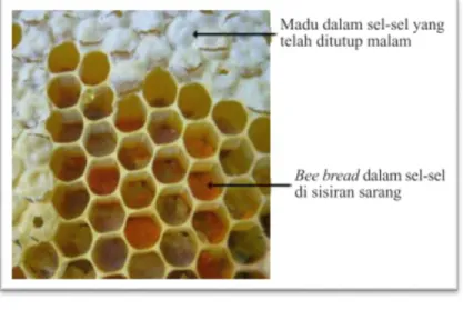 Gambar 8. Bee bread dan madu dalam sel–sel di sisiran sarang (Widowati, 2013)  .