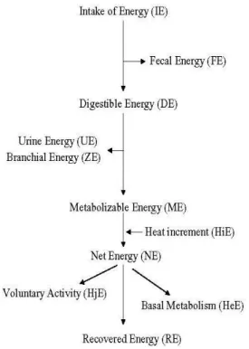 Gambar 1. Diagram aliran energi dari ikan (NRC 1993) 