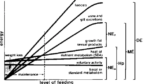 Gambar 2.  Hubungan antara jumlah pakan yang diberikan dengan distribusi energi  pada tubuh ikan (Smith 1989)