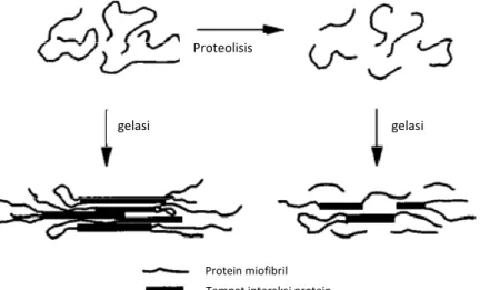 Gambar 3. Pembentukan gel surimi dan proteolisis protein miofibril       