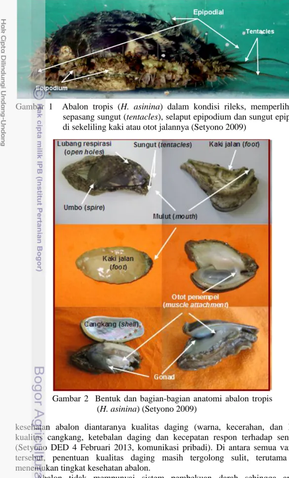 Gambar  2    Bentuk  dan  bagian-bagian  anatomi  abalon  tropis  (H. asinina) (Setyono 2009) 
