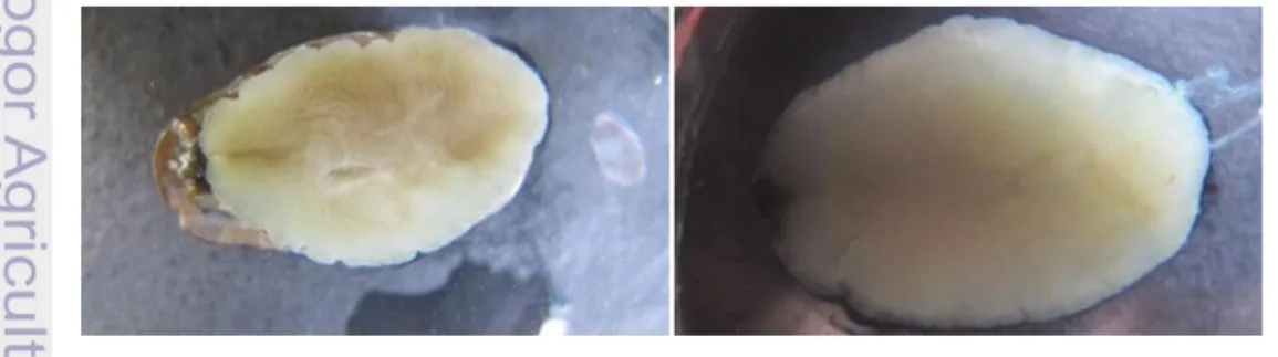 Gambar 5  Contoh citra abalon ideal. Abalon luka (kiri) dan abalon sehat  (kanan). 