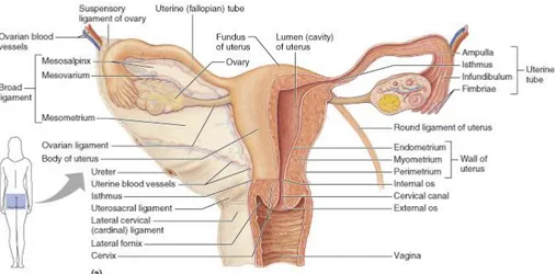 Gambar 2.1. Anatomi dari serviks (Marieb, 2001).