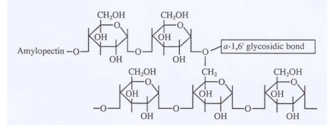 Gambar 2. Struktur amilopektin (Cornell, 2004) 