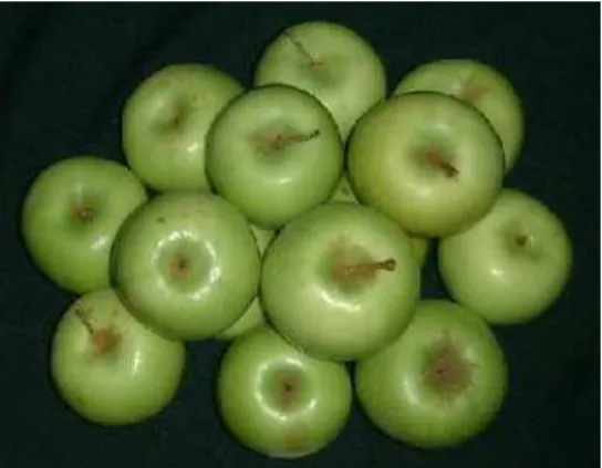 Gambar 5. Apel Manalagi 