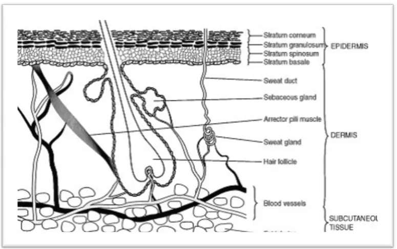 Gambar 2.1Struktur kulit (Kermany, 2010) 