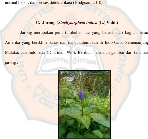 Gambar 2. Tanaman Jarong (Stachytarpheta indica (L.) Vahl.) (Dokumentasi pribadi,       2015) 