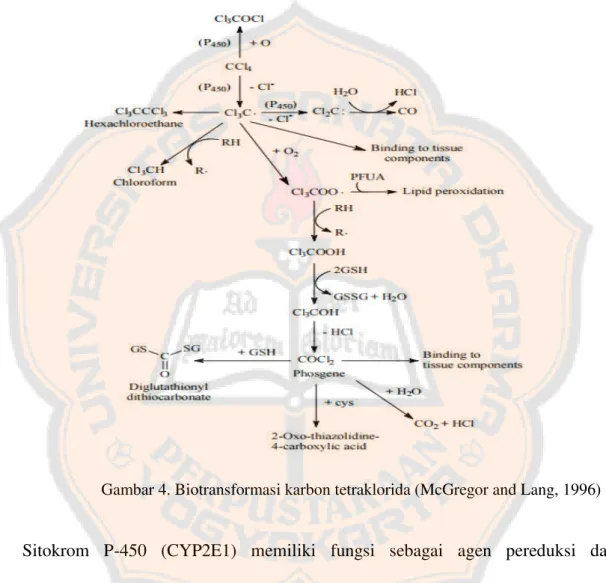 Gambar 4. Biotransformasi karbon tetraklorida (McGregor and Lang, 1996) 