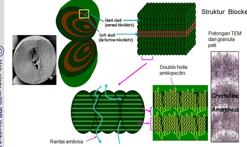 Gambar 8. Struktur granula pati berdasarkan model “Blocklet” (Gallant 