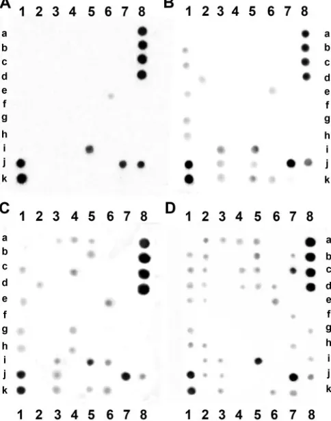 Fig. 1. Examples documenting the variability of the individual samples.Sample A shows 4 (minimum), sample B 16, sample C 22, and sample D 38(maximum) positive cytokines