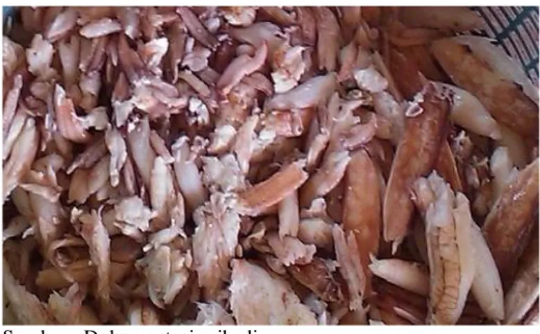 Gambar 16. Daging Rajungan Grade Claw Meat 