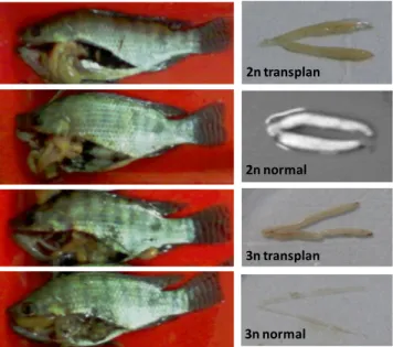 Gambar 2. Ukuran  tubuh  (kiri)  dan  gonad  (kanan)  ikan nila diploid 2N dan triploid 3N normal  tanpa  transplantasi  (normal)  dan  hasil  transplantasi  (transplan)  pada  ikan  nila  umur sekitar 4 bulan